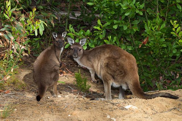 163 Kangaroo Island, kangoeroes.jpg
